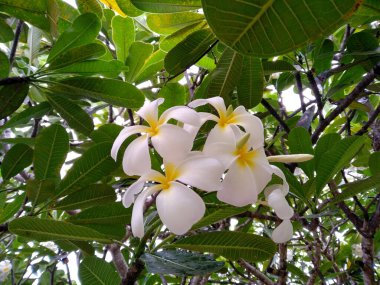 Bahçede Frangipani çiçekleri. Tropik Frangipani çiçekleri. Endonezya 'da, Bali' de birçok Frangipani çiçeği vardır. (Plumeria çiçekleri beyaz ve sarı karışımı )