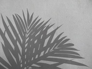 Beton duvardaki gölge palmiye yapraklarının soyut arkaplanı. Beton duvarda palmiye yaprağı gölgesi. Siyah beyaz arkaplan