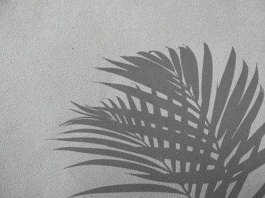 Beton duvardaki gölge palmiye yapraklarının soyut arkaplanı. Beton duvarda palmiye yaprağı gölgesi. Siyah beyaz arkaplan