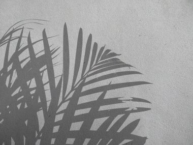 Beton duvardaki gölge palmiye yapraklarının soyut arkaplanı. Beton duvarda palmiye yaprağı gölgesi. Siyah beyaz arkaplan