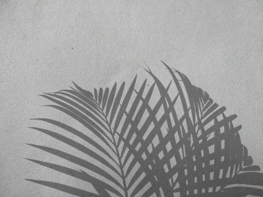 Beton duvardaki gölge palmiye yapraklarının soyut arkaplanı. Beton duvarda palmiye yaprağı gölgesi. Siyah beyaz arkaplan