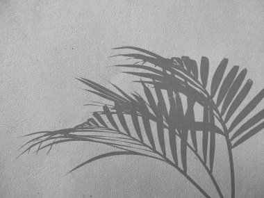 Beton duvardaki gölge palmiye yapraklarının soyut arkaplanı. Beton duvarda palmiye yaprağı gölgesi. Siyah beyaz arkaplan