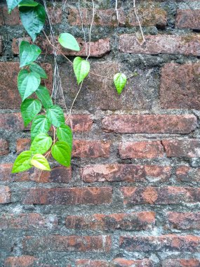 Duvarda yayılan yeşil bitkiler. Ağaç duvarda çoğalıyor. Bahçede yeşil betel yaprağı. Yeşil yaprak arkaplanı