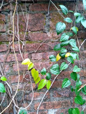Duvarda yayılan yeşil bitkiler. Ağaç duvarda çoğalıyor. Bahçede yeşil betel yaprağı. Yeşil yaprak arkaplanı