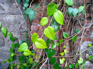 Duvarda yayılan yeşil bitkiler. Ağaç duvarda çoğalıyor. Bahçede yeşil betel yaprağı. Yeşil yaprak arkaplanı