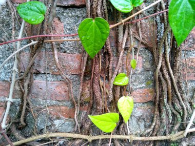 Duvarda yayılan yeşil bitkiler. Ağaç duvarda çoğalıyor. Bahçede yeşil betel yaprağı. Yeşil yaprak arkaplanı