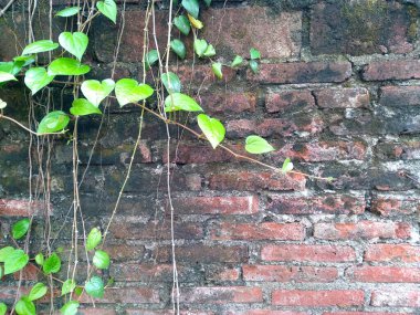 Duvarda yayılan yeşil bitkiler. Ağaç duvarda çoğalıyor. Bahçede yeşil betel yaprağı. Yeşil yaprak arkaplanı