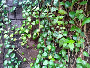 Duvarda yayılan yeşil bitkiler. Ağaç duvarda çoğalıyor. Bahçede yeşil betel yaprağı. Yeşil yaprak arkaplanı