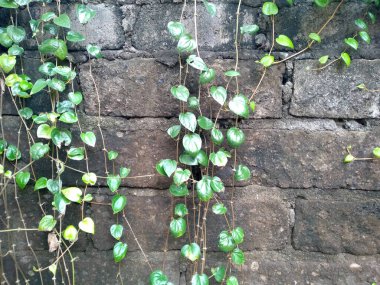 Duvarda yayılan yeşil bitkiler. Ağaç duvarda çoğalıyor. Bahçede yeşil betel yaprağı. Yeşil yaprak arkaplanı