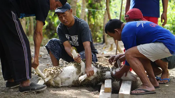 Kurban bayramı kutlaması. Müslümanlar keçileri kesmede birbirlerine yardım ederler. Kurban Bayramı ya da Kurban Bayramı..
