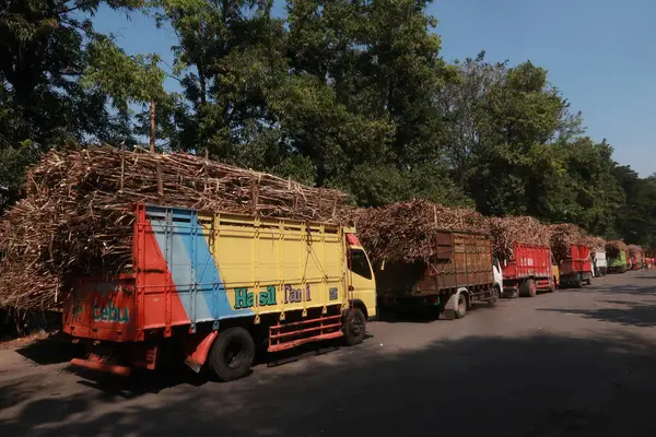 Şeker kamışı kamyonları Yogyakarta 'daki Madukismo şeker fabrikasının önüne dizildiler.