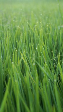 Rice plant leaves with dew drops in the morning