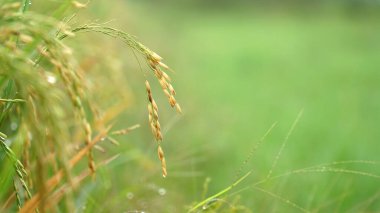 Yellowed rice with a blurred green background