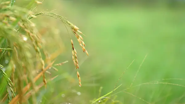 Yellowed rice with a blurred green background