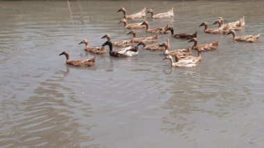 Nehirde yüzen kahverengi ördek sürüsü