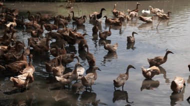 Sığ bir nehirde kahverengi ördek sürüsü