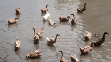Sığ bir nehirde kahverengi ördek sürüsü