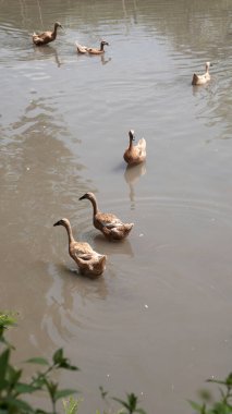 Sığ bir nehirde kahverengi ördek sürüsü
