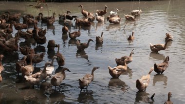 Sığ bir nehirde kahverengi ördek sürüsü