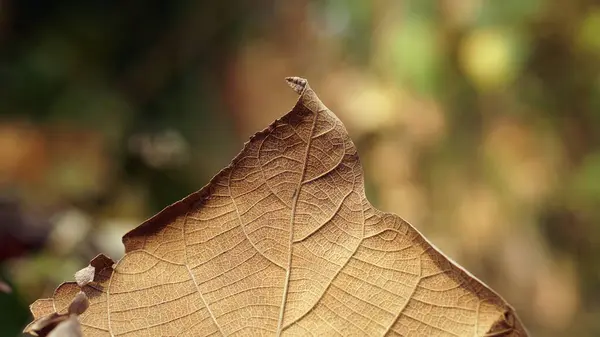 Arkaplanı bulanık olan kuru kahverengi meşe yaprağı dokusu
