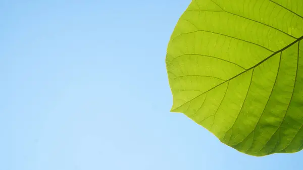 stock image Textured green teak leaves against a light blue sky background