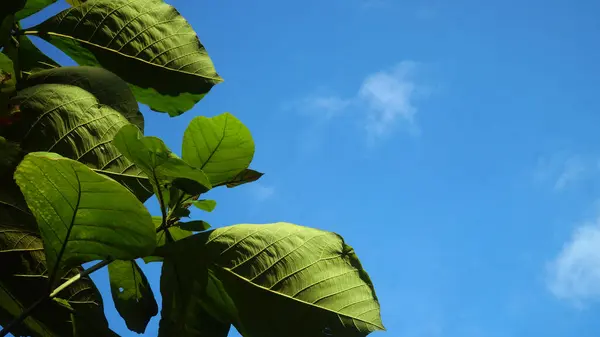 stock image Textured green teak leaves against a blue sky background