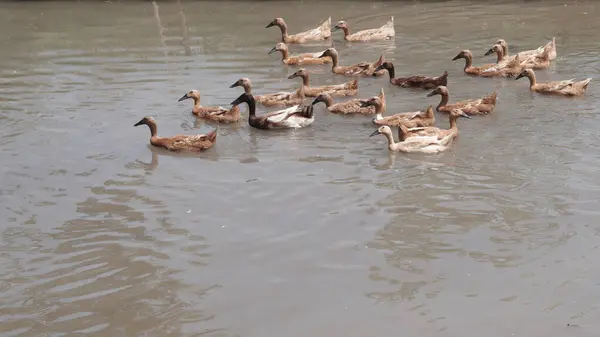 Nehirde yüzen kahverengi ördek sürüsü
