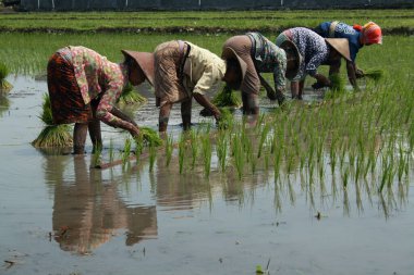 Beş çiftçi tarlalara pirinç ekiyor. Suda yansımalar var.