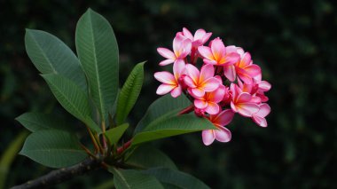 Yeşil yapraklı pembe frangipani çiçeği. Koyu yeşil bulanık arkaplan