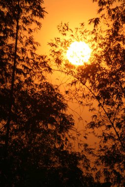 Alacakaranlık ve güneş bambu yapraklarının arkasında.