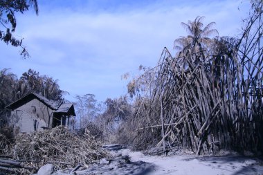 The effects of the eruption of Mount Merapi, damage houses and trees exposed to volcanic ash clipart