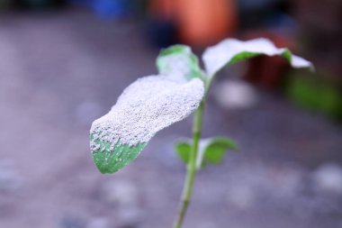 Merapi Dağı 'nın püskürmesinden kaynaklanan volkanik kül yaprakları kapladı.