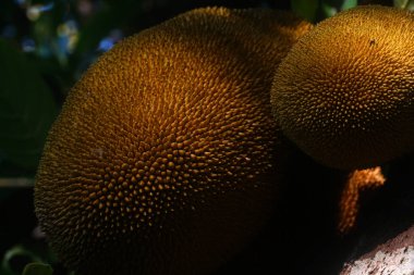 Ağaçta asılı berrak bir dokuya sahip olgun meyveler.