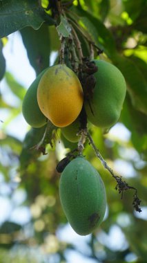 Birkaç genç mango yeşildir ve bir mango ağaçta sallanır.