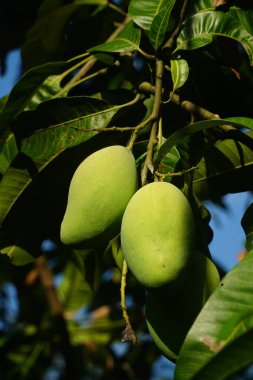 Ağaçtan sarkan genç yeşil mangolar
