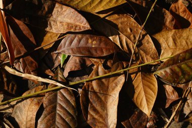 Kuru kahverengi yaprak yığınları sabah güneşinde dağıldı. Tasarım ve arkaplan materyalleri için harika