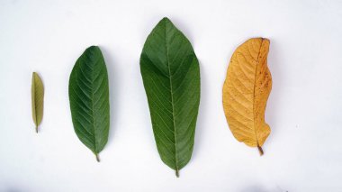 Guava yapraklarının büyüme yaşı farklıdır.