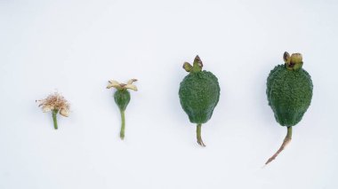 Büyüme yaşı farklı olan yeşil guava meyveleri