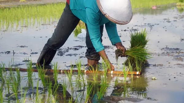 Bir çiftçi tarlaya pirinç ekiyor.