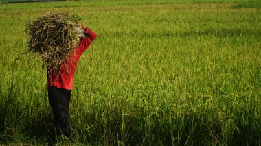 Bir çiftçi sırtında pirinç taşıyor.