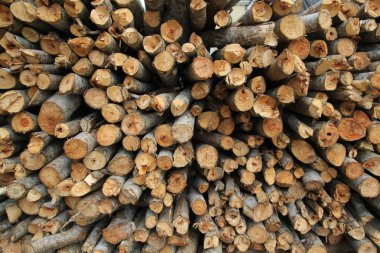 Ağaç gövdeleri ve dallar. Ormanın sonundan bakıldığında