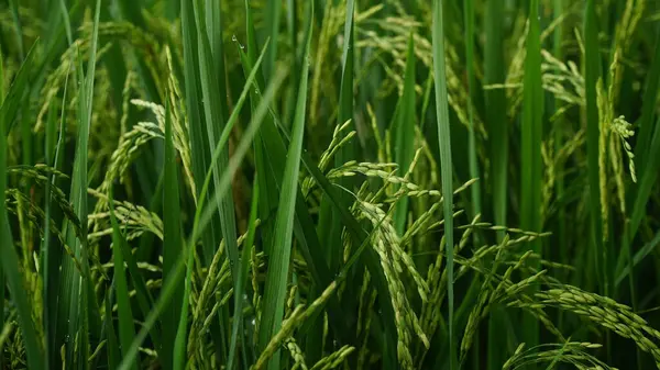 Pirinç tarlalarda hâlâ çiğ ve yeşildir. Odaklanma seçildi