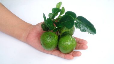 Kaffir limonu ya da bir kadının elinde Citrus hystrix. Beyaz arkaplan