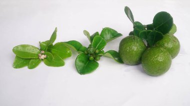 Kaffir lime or Citrus hystrix when it is still flowering, still small, and when it is big and ripe clipart