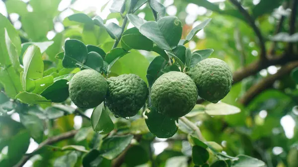 Ağaçta Kaffir limonu ya da Citrus hystrix var. Seçili, bulanık yeşil yaprak arkaplanına odaklan