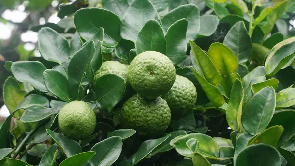 Ağaçta Kaffir limonu ya da Citrus hystrix var. Seçili, bulanık yeşil yaprak arkaplanına odaklan