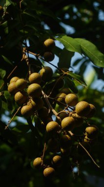 Ağaçta Longan meyvesi ve yeşil yapraklar var. Bazıları güneşe maruz kalır.