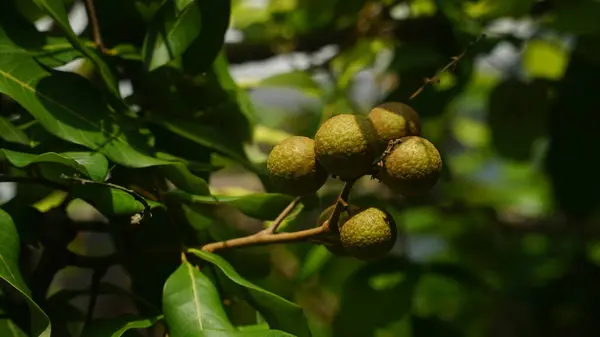 stock image Longan fruit and green leaves on the tree. Some are exposed to the sun