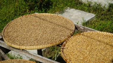 Açık kahverengi kahve çekirdekleri bambu sepetinde kurutulur.