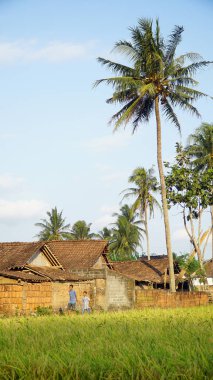 Hindistan cevizi ağaçları ve evleri olan köy atmosferi, seçilmiş odak, bulanık arkaplan